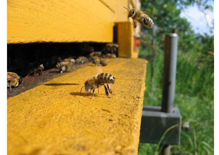 Foto abelha na colmÃ©ia 