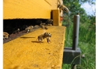 Fotos abelha na colméia 