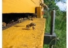 Fotos abelha na colméia 