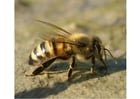 Fotos abelha