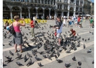 Fotos alimentando os pombos na Praça de São Marcos