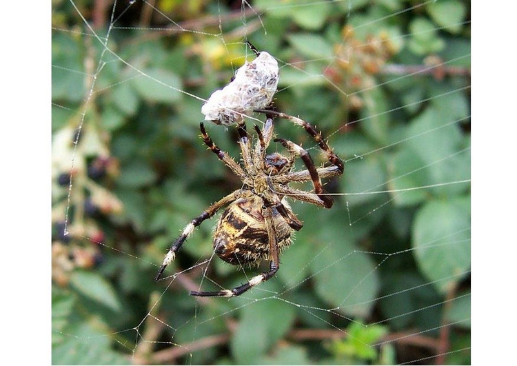 Foto aranha com presa