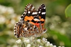 Fotos borboleta - painted lady australiana