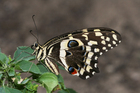 Fotos borboleta