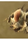 Fotos cabeça de uma mosca