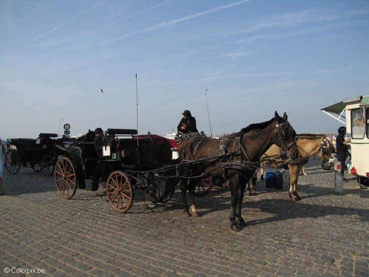 Foto carruagem com cavalo