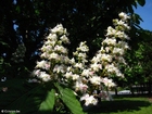 Fotos castanheira-da-índia em flor 2