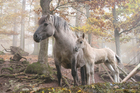 Fotos cavalos selvagens 
