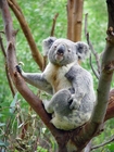 Fotos coala 