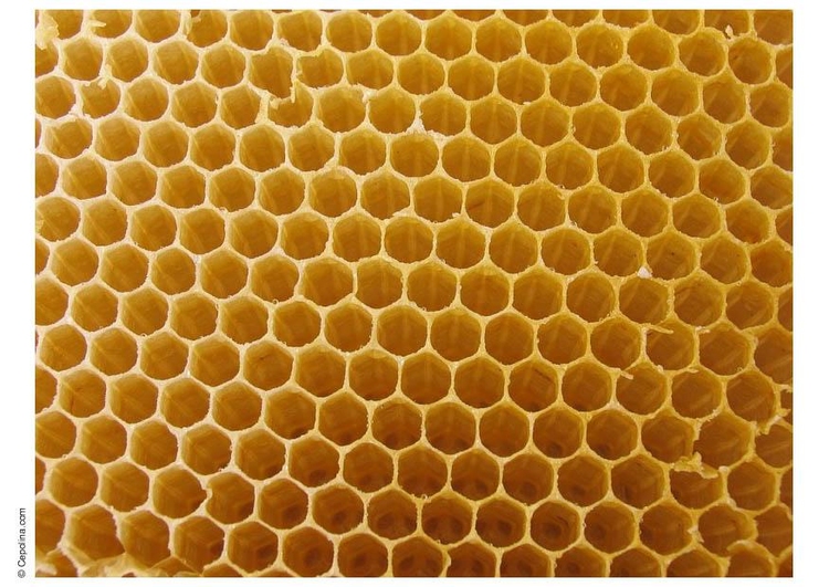 Foto colmÃ©ia e favo de abelhas
