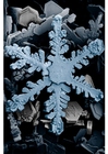 Fotos cristal de neve no microscópio