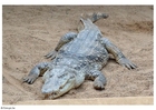 Fotos crocodilo