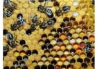 Fotos diferentes tipos de pólen armazenado