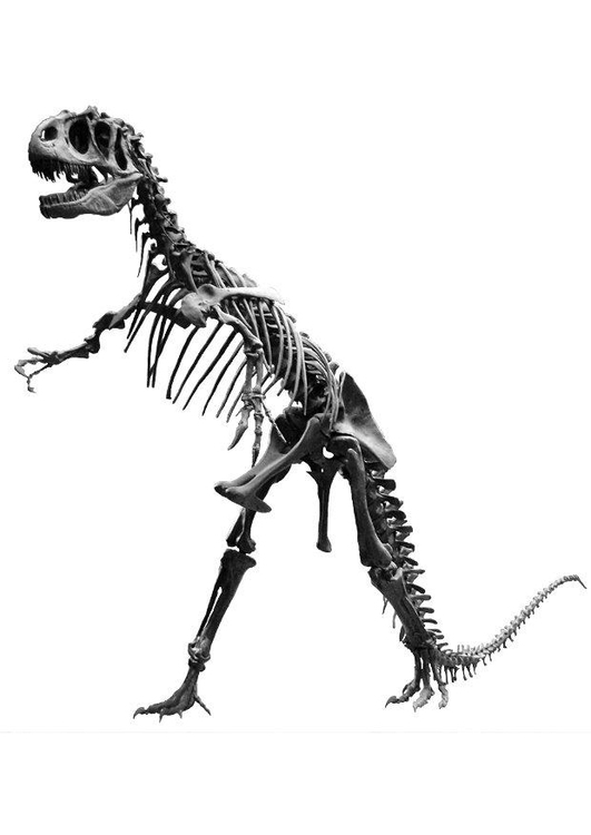 Foto esqueleto de allosauro