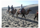 Fotos excursão pelo deserto de camelo