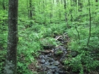 Fotos floresta