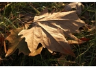 Fotos folha de outono