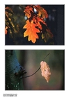 Fotos folhas de outono
