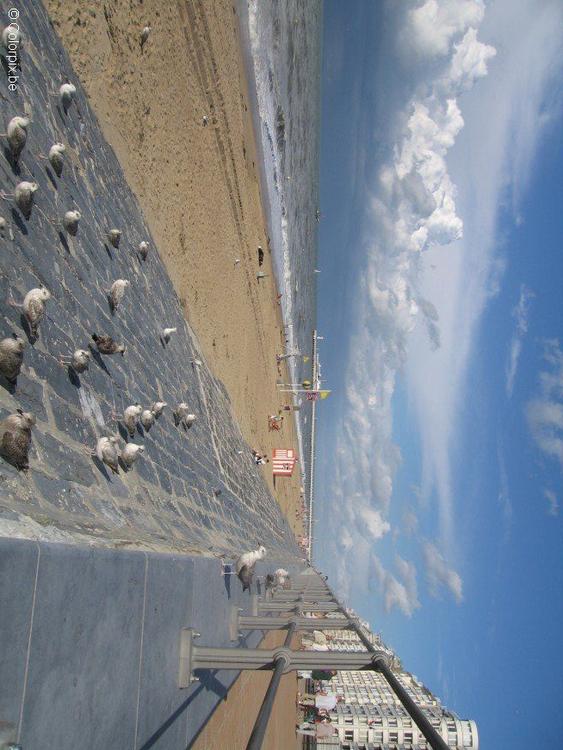 gaivota na praia
