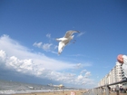 Fotos gaivota na praia