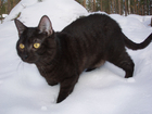 Fotos gato preto
