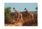Fotos girafa