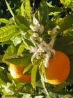 Fotos laranjas com flores