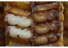Fotos larvas de abelha
