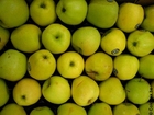Fotos maçãs