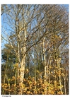 Fotos outono - árvores