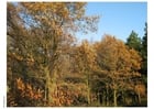 Fotos outono na floresta