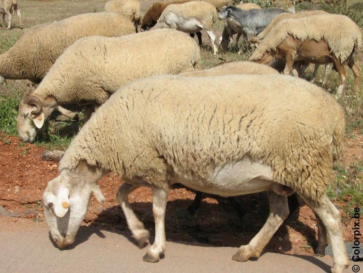 Foto ovelhas