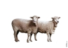 Fotos ovelhas