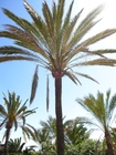 Fotos palmeiras