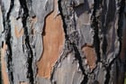 Fotos tronco de árvore