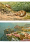 animais marinhos