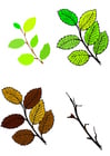 imagem folhas das quatro estações