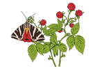 imagem framboesas com uma borboleta 