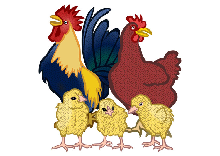 imagem galo, galinha e pintos