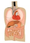 imagem órgãos internos