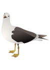 imagem pássaro - gaivota 