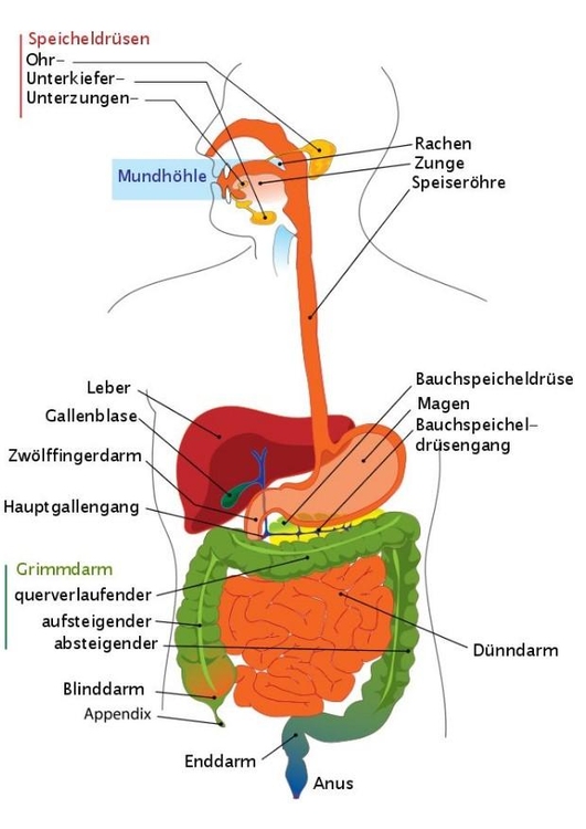 imagem sistema digestivo em AlemÃ£o