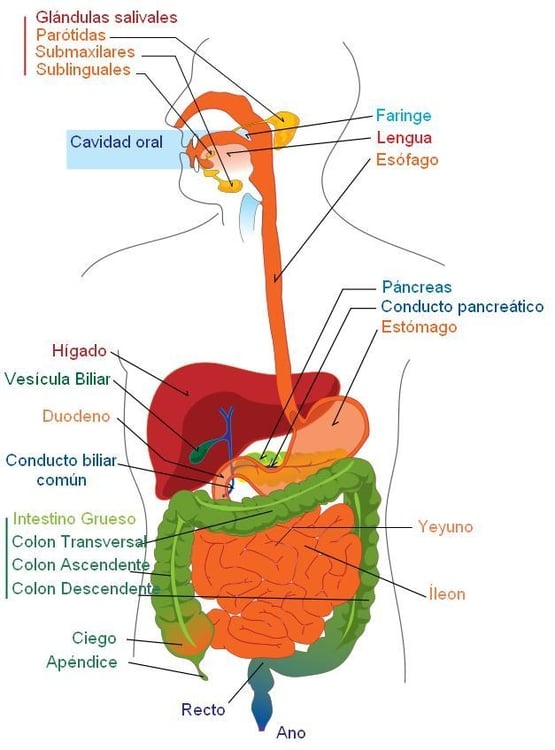 imagem sistema digestivo em EspanhÃ³l