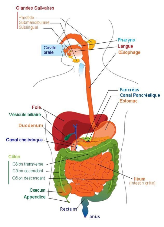 imagem sistema digestivo em FrancÃªs