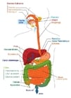 imagem sistema digestivo em Francês