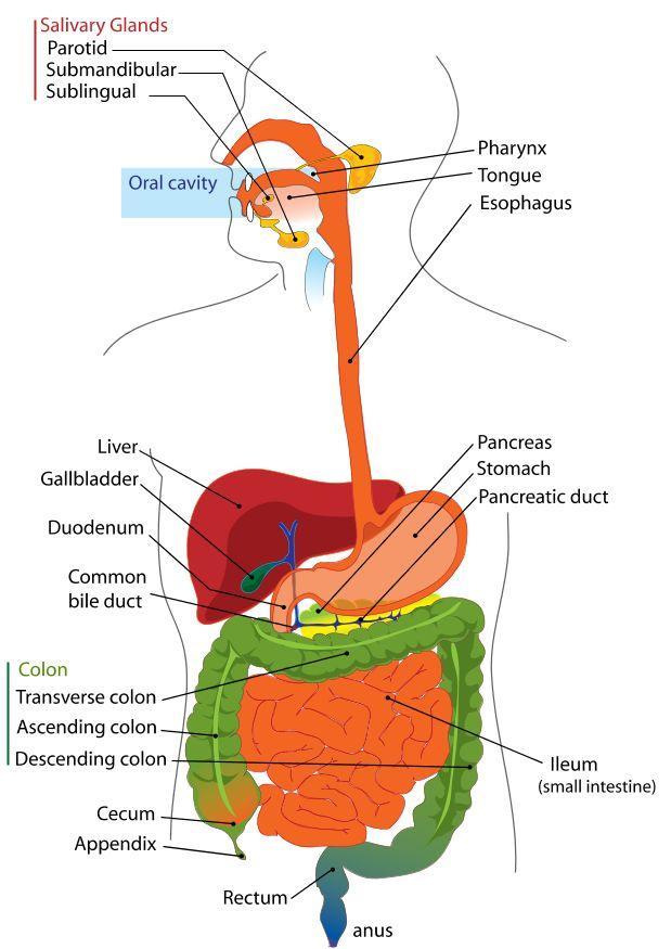 Imagem sistema digestivo em Inglês - img 7893