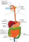 imagem sistema digestivo em Inglês