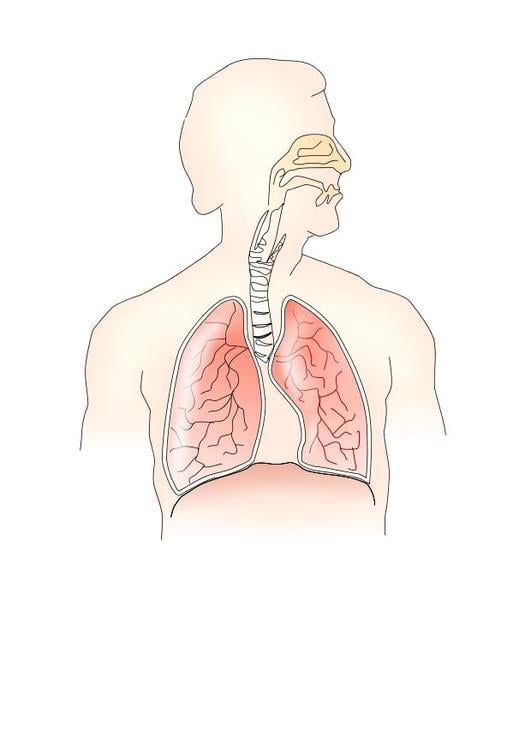 sistema respiratÃ³rio 