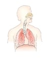 imagem sistema respiratório 