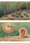 imagem Trilobites e Ammonoids